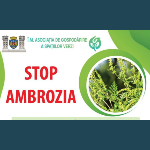 Măsuri de combatere a ambroziei în municipiul Chişinău!